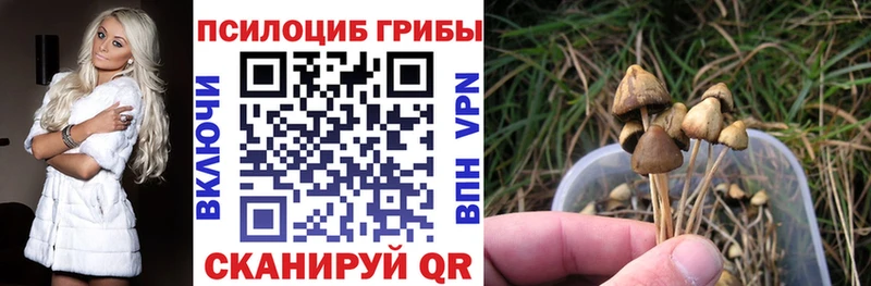 Купить закладки  Жердевка  Псилоцибиновые грибы прущие грибы 